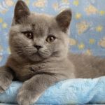 Британские  голубые котята из питомника Silvery Snow